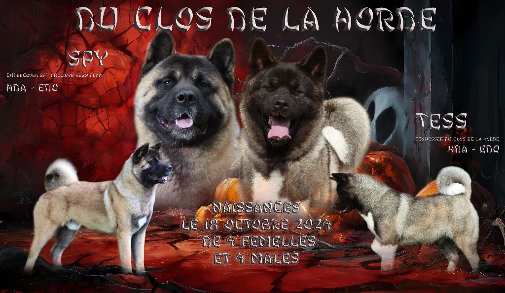 chiot Akita americain Du Clos De La Horde