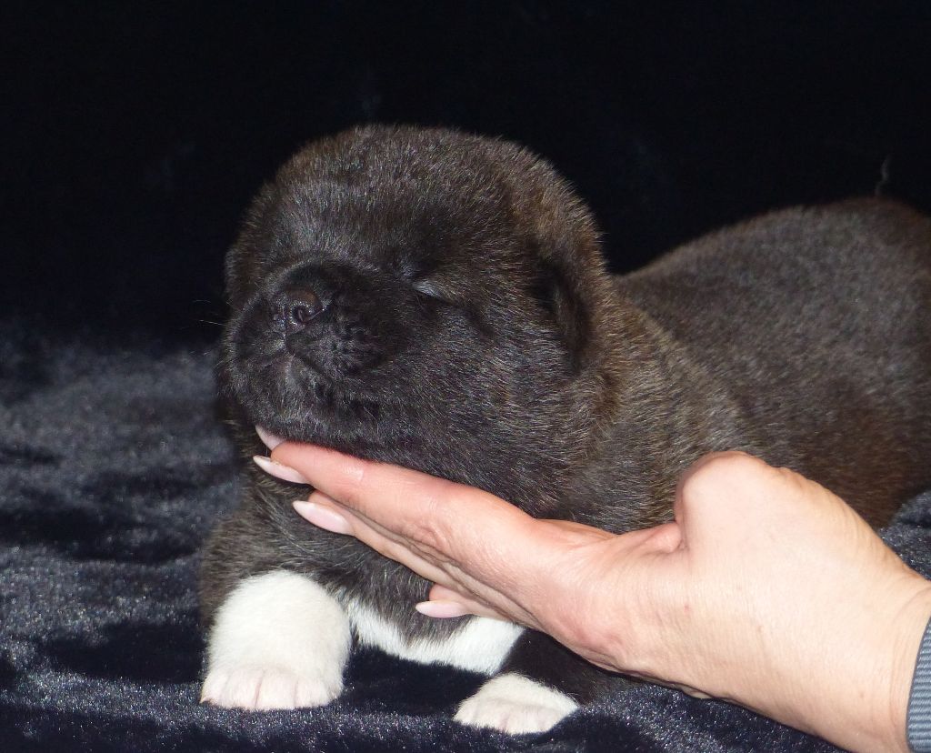 Du Clos De La Horde - Chiot disponible  - Akita americain