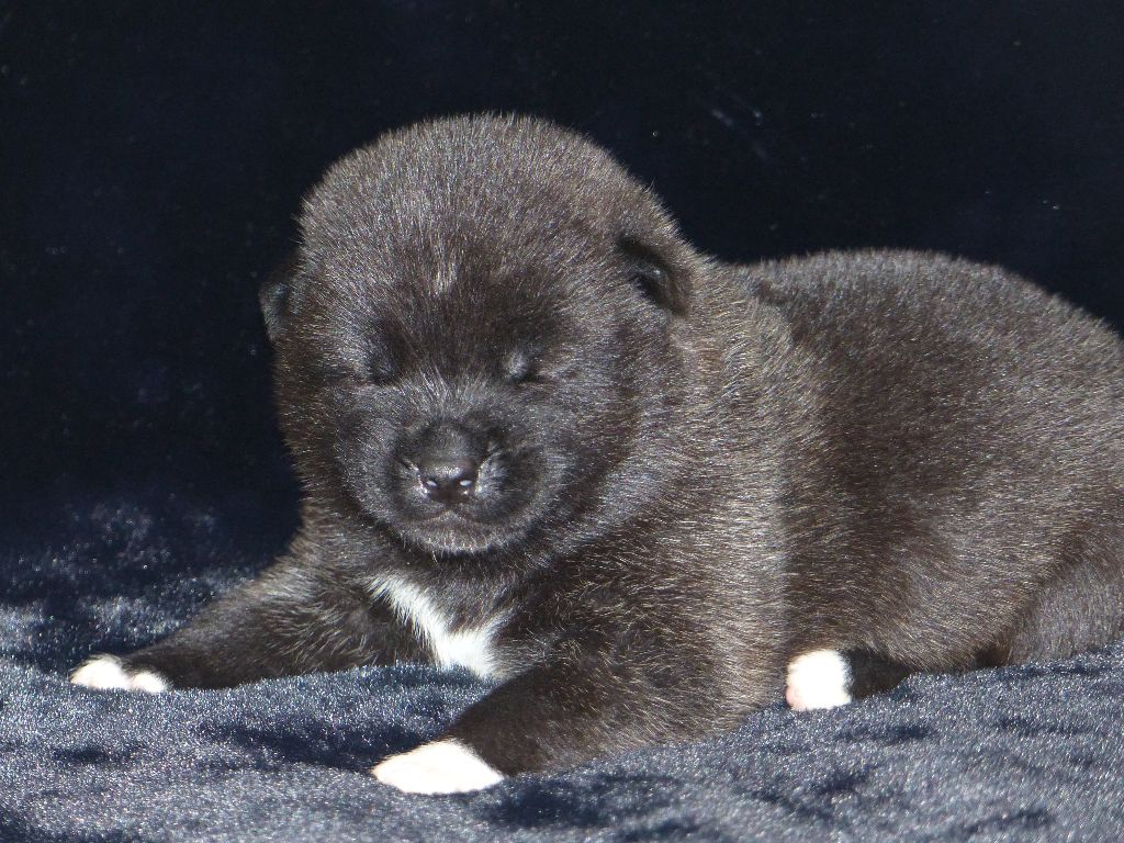 Du Clos De La Horde - Chiot disponible  - Akita americain