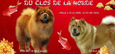 Du Clos De La Horde - Chow Chow - Portée née le 03/05/2024