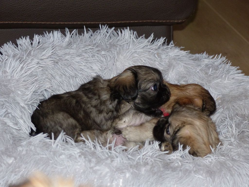 chiot Epagneul tibetain Du Clos De La Horde