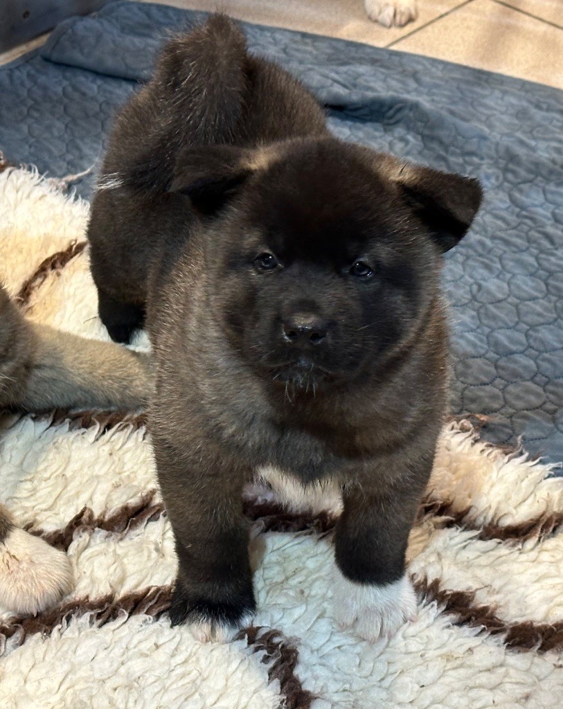 Du Clos De La Horde - Chiot disponible  - Akita americain