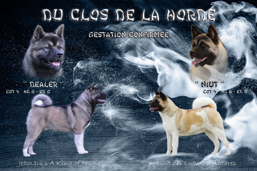 chiot Akita americain Du Clos De La Horde