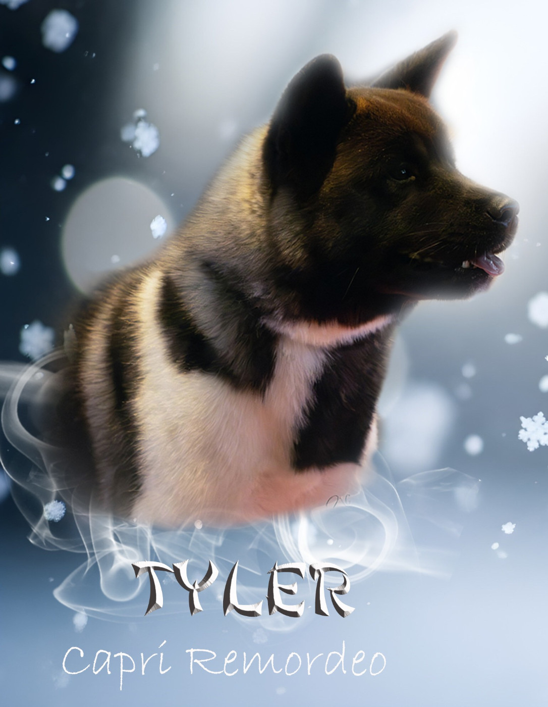 Capri (dite TYLER) remordeo