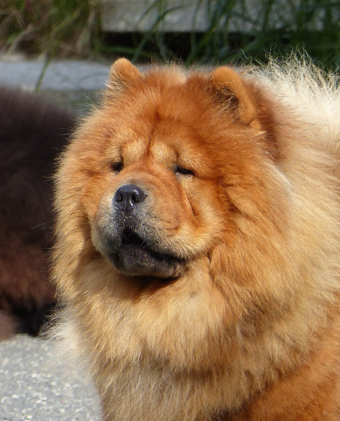 Tahiti Du Clos De La Horde