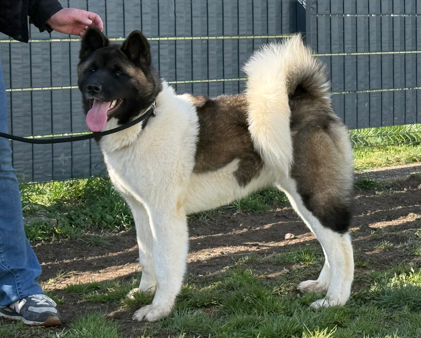 Alive and Kicking (dite ALIE) du Lac Brûlé