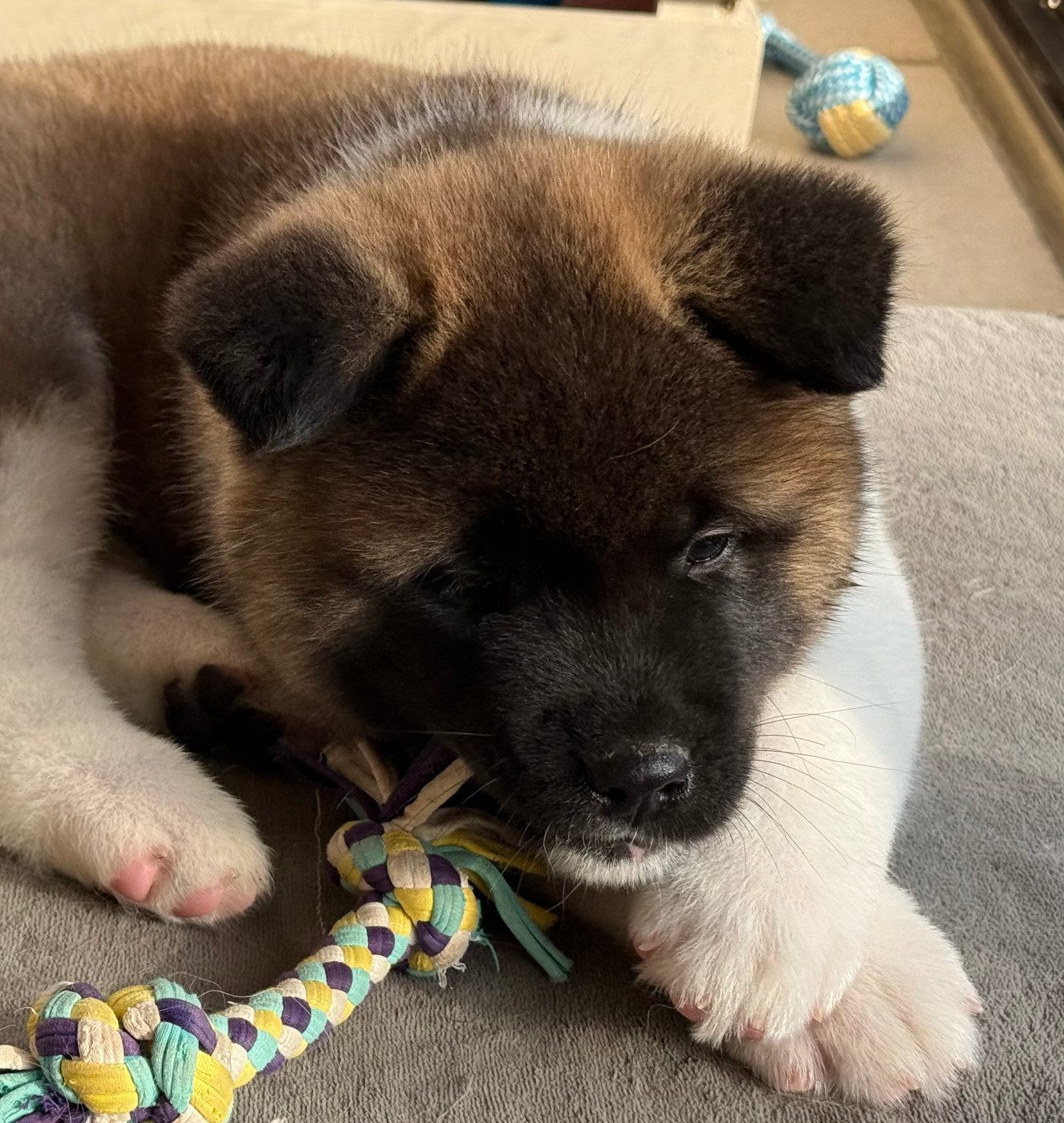 AMORE MIO Du Clos De La Horde