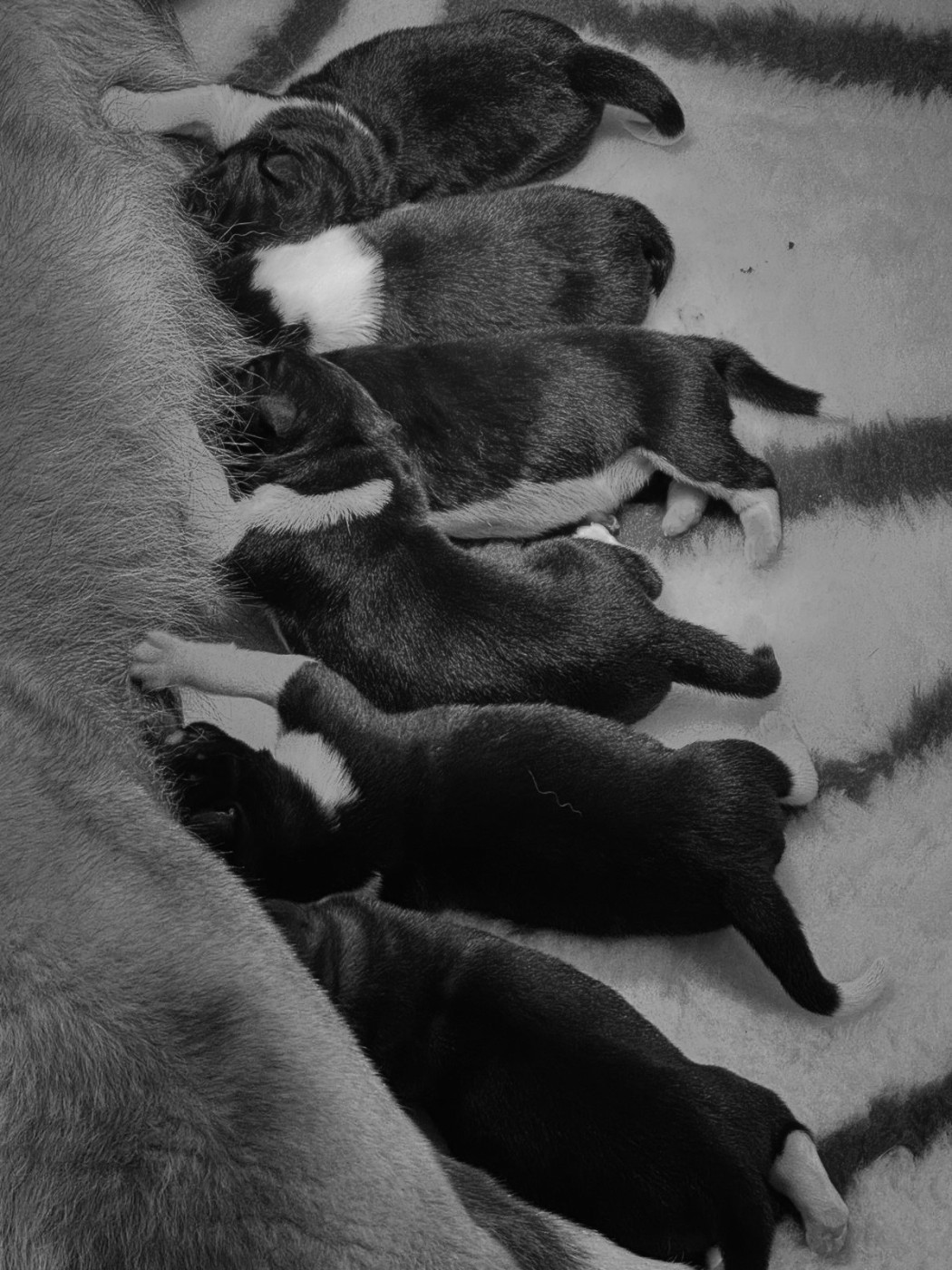 Les Chiots de TESS et KUMO sont nés le 13/10/2025