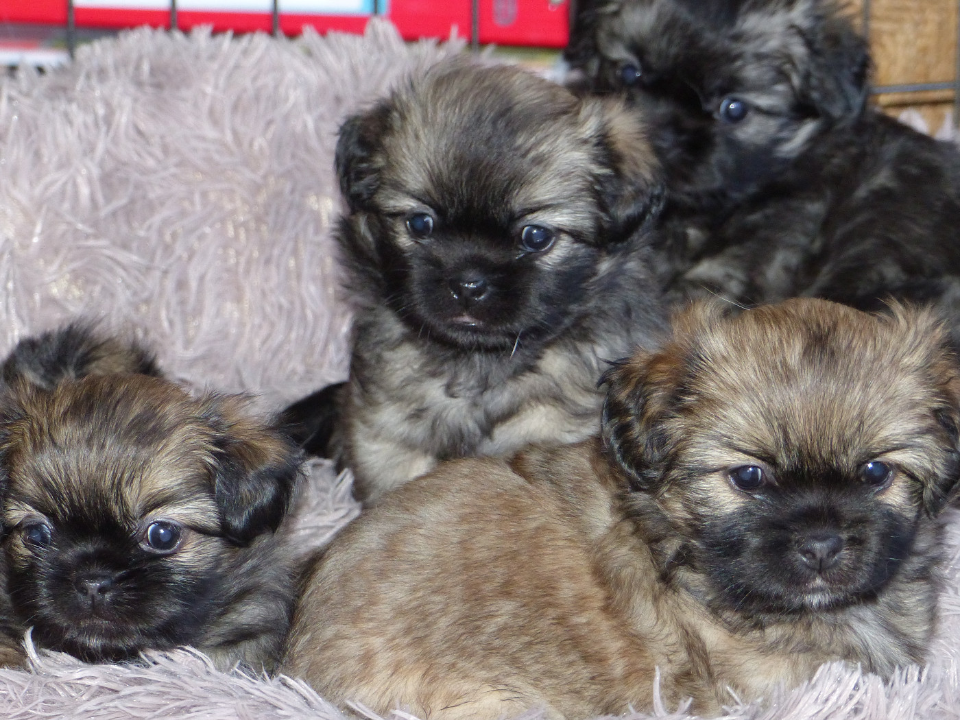 2025 LES BEBES DE TIA SONT ARRIVES