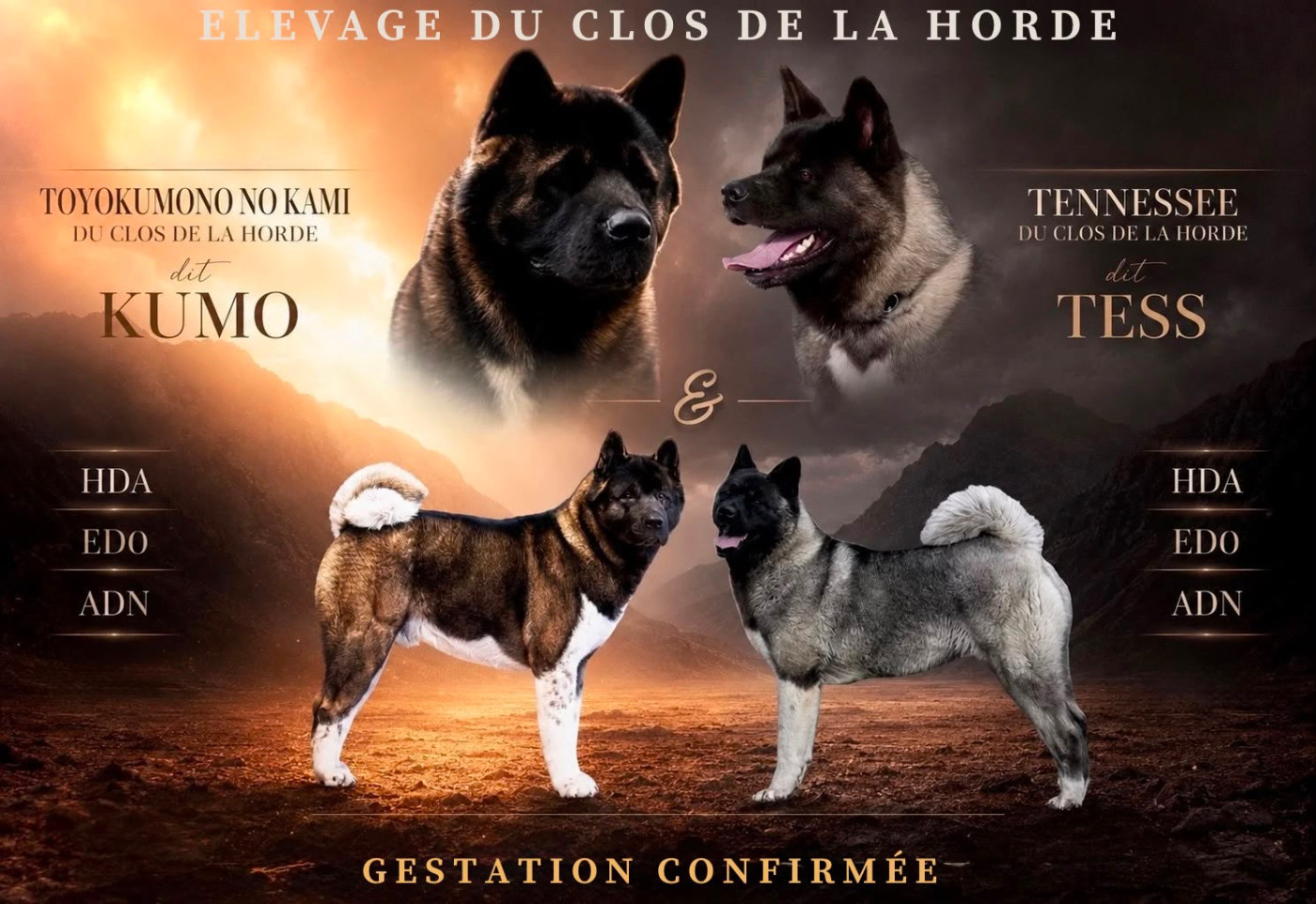 2026 / GESTATION CONFIRMEE de TESS