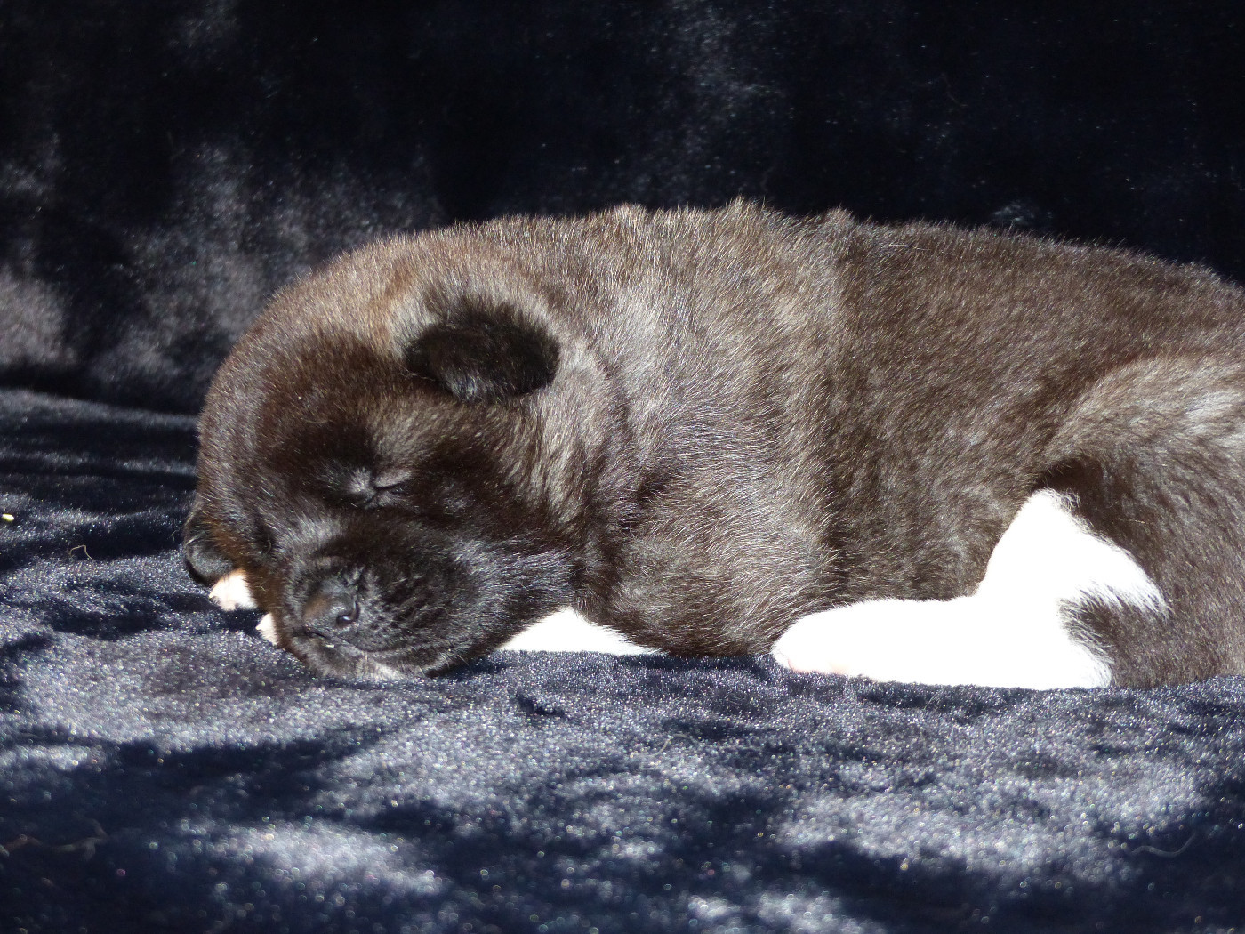 2025 Chiots de TESS & KUMO