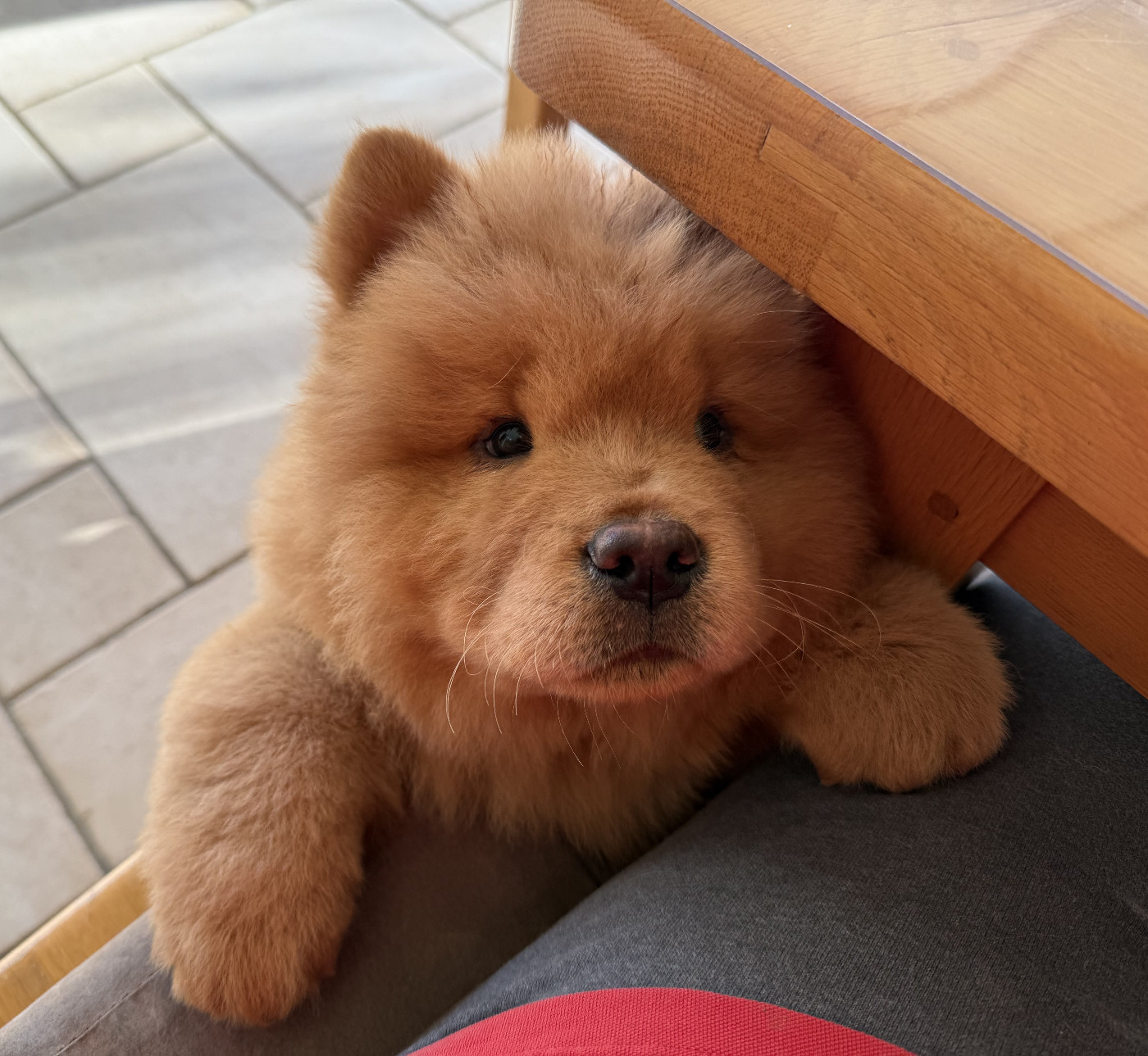 2025 Chiots de RIPLAY