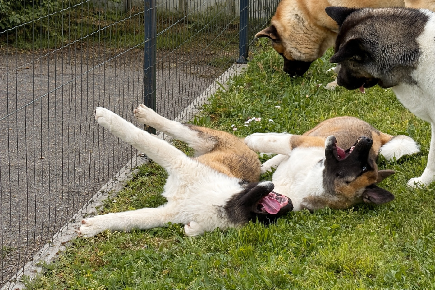 2025 Chiots de TYLER & ROMEO