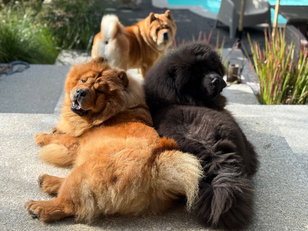 NOS CHOW CHOW