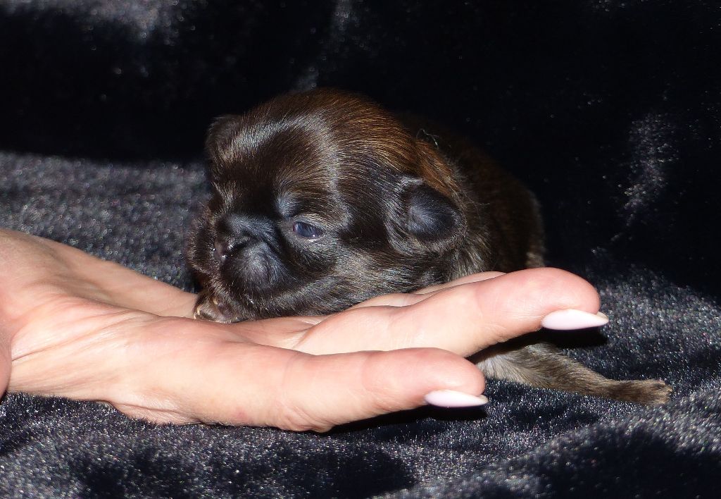 Du Clos De La Horde - Chiots disponibles - Epagneul tibetain