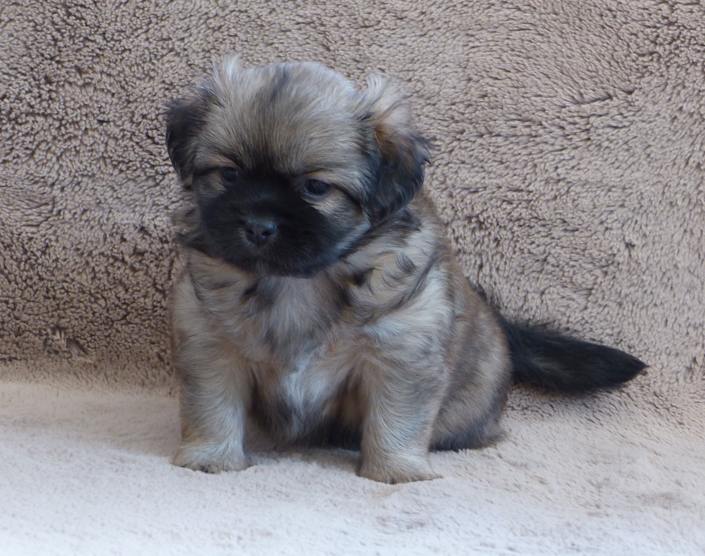 Du Clos De La Horde - Chiots disponibles - Epagneul tibetain