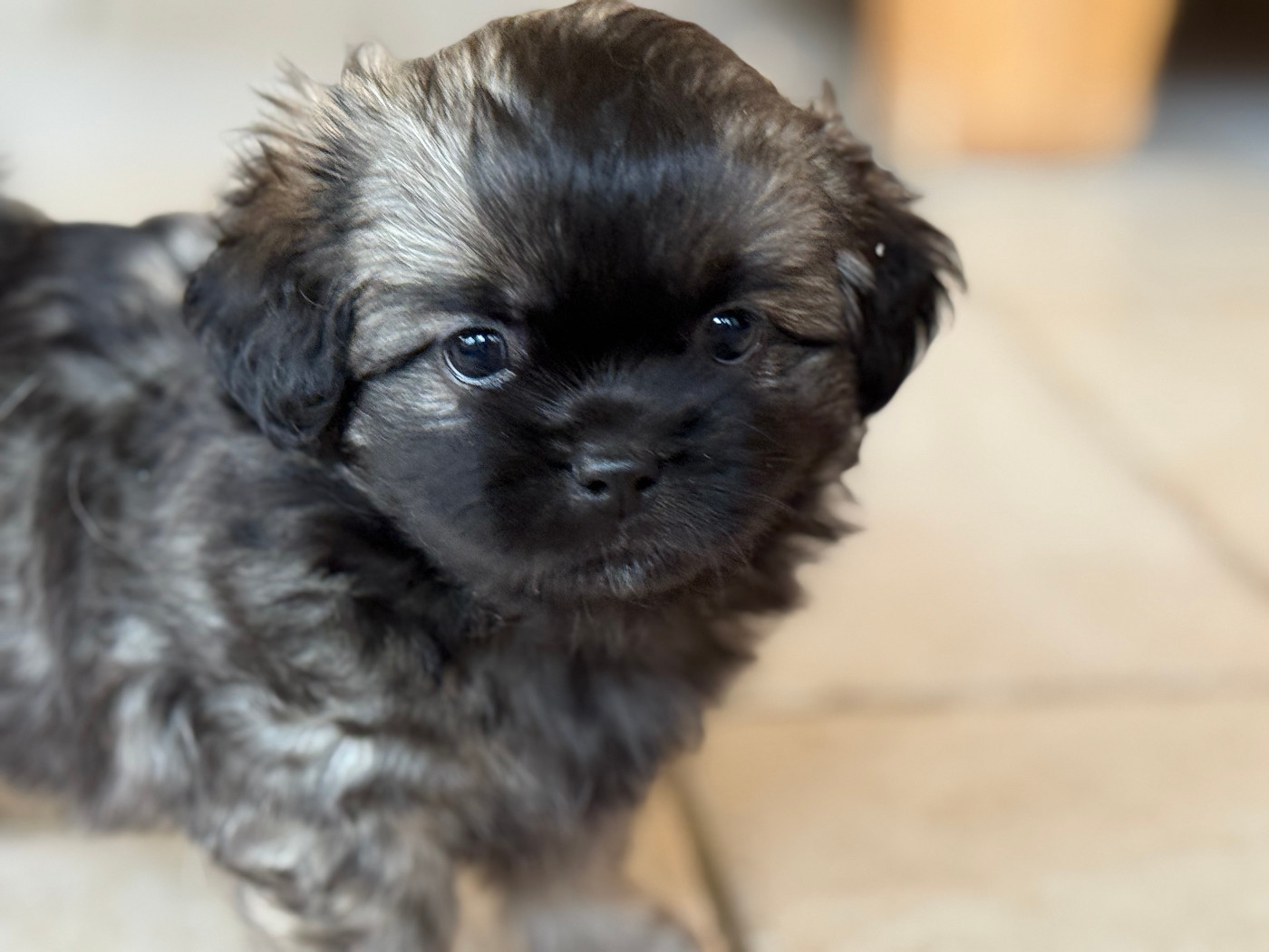 Du Clos De La Horde - Chiots disponibles - Epagneul tibetain