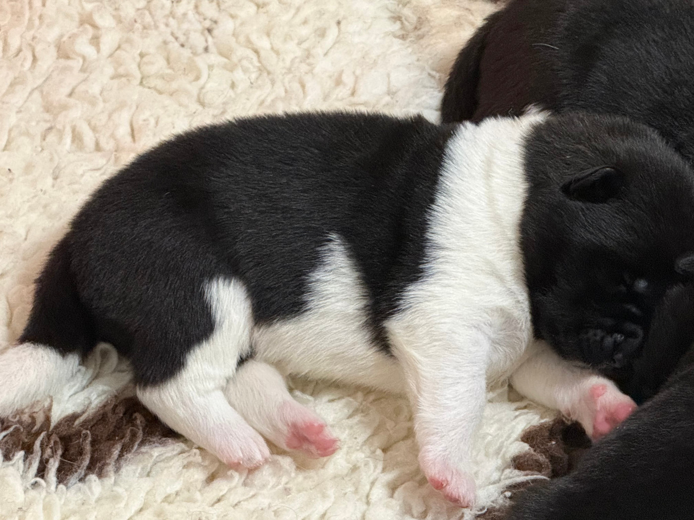 Du Clos De La Horde - Chiots disponibles - Akita americain