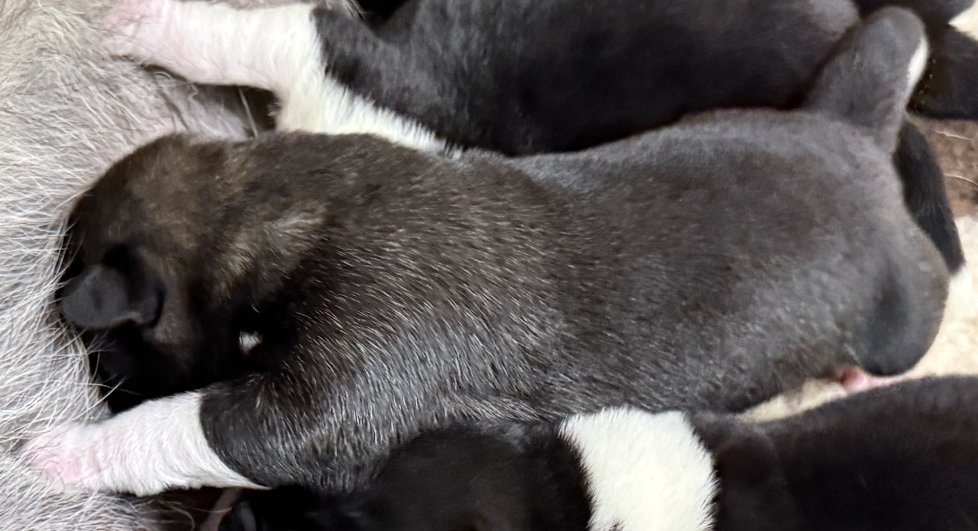Du Clos De La Horde - Chiots disponibles - Akita americain