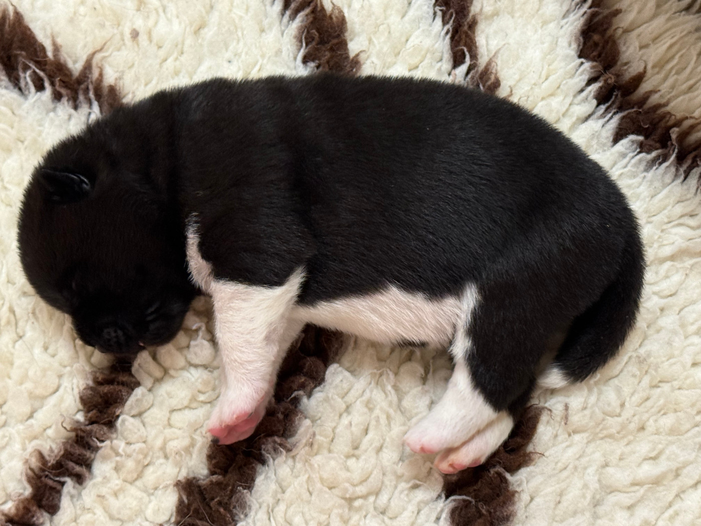Du Clos De La Horde - Chiots disponibles - Akita americain