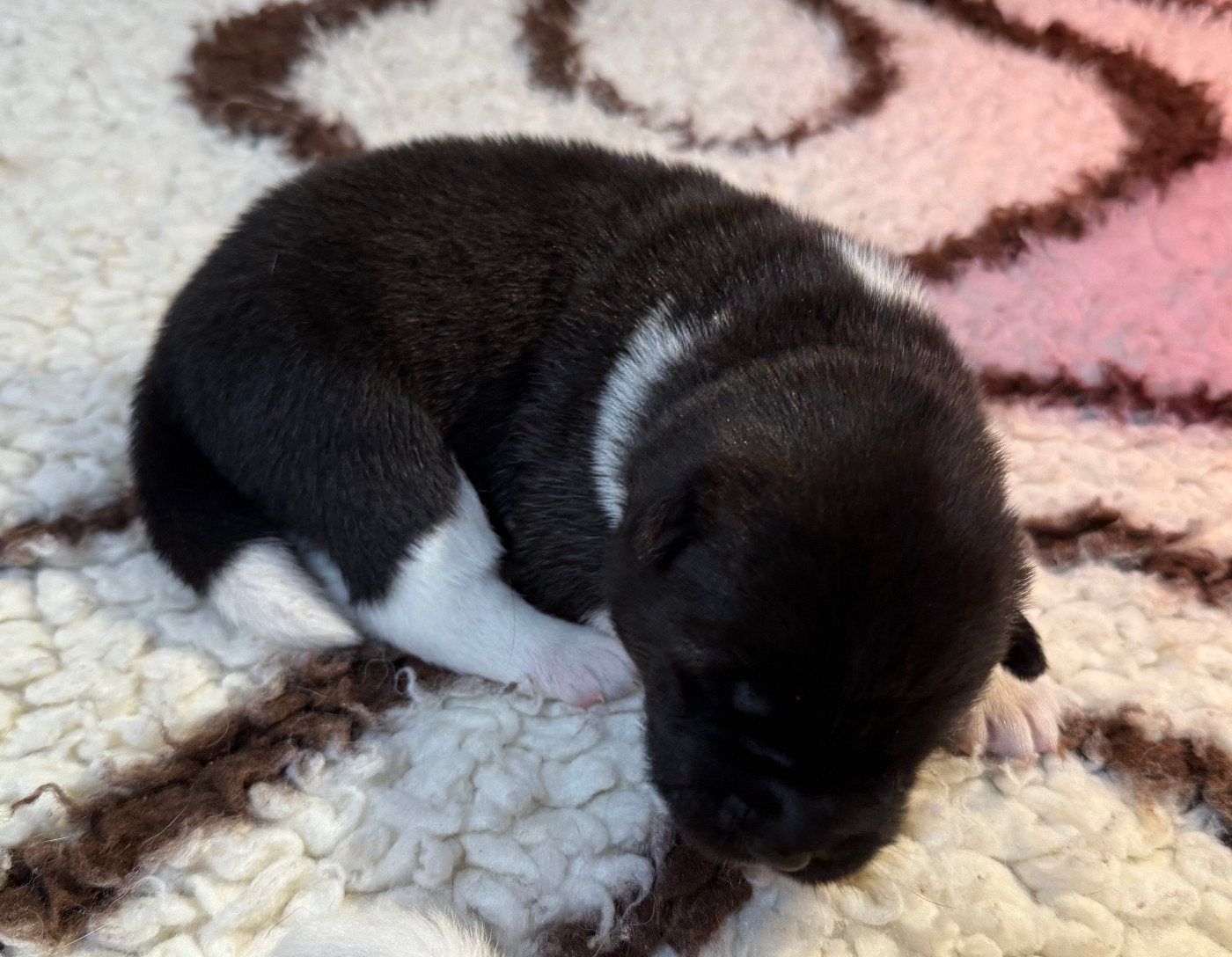 Du Clos De La Horde - Chiots disponibles - Akita americain