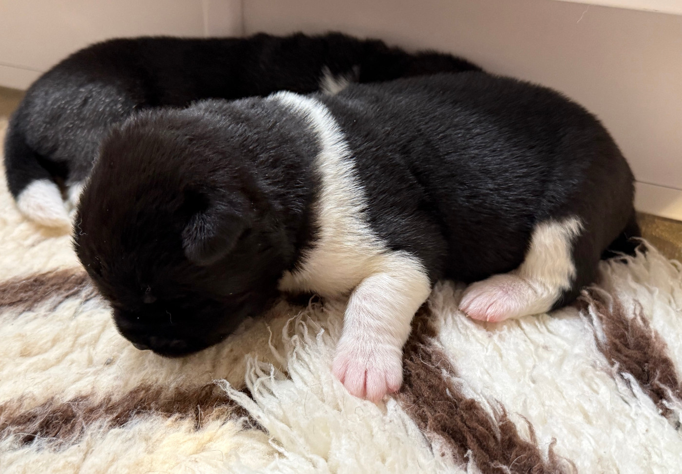 Du Clos De La Horde - Chiots disponibles - Akita americain