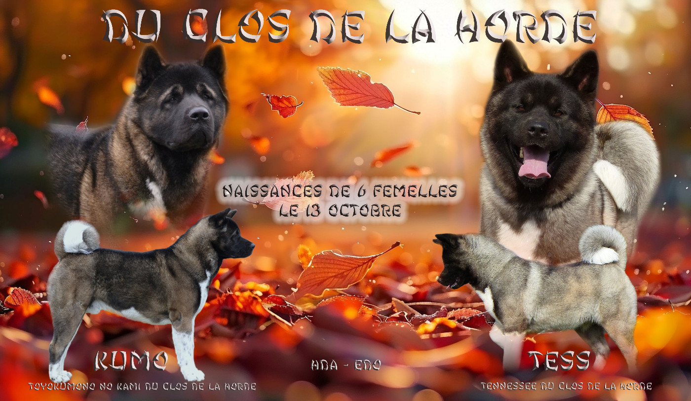 Chiot Akita americain Du Clos De La Horde