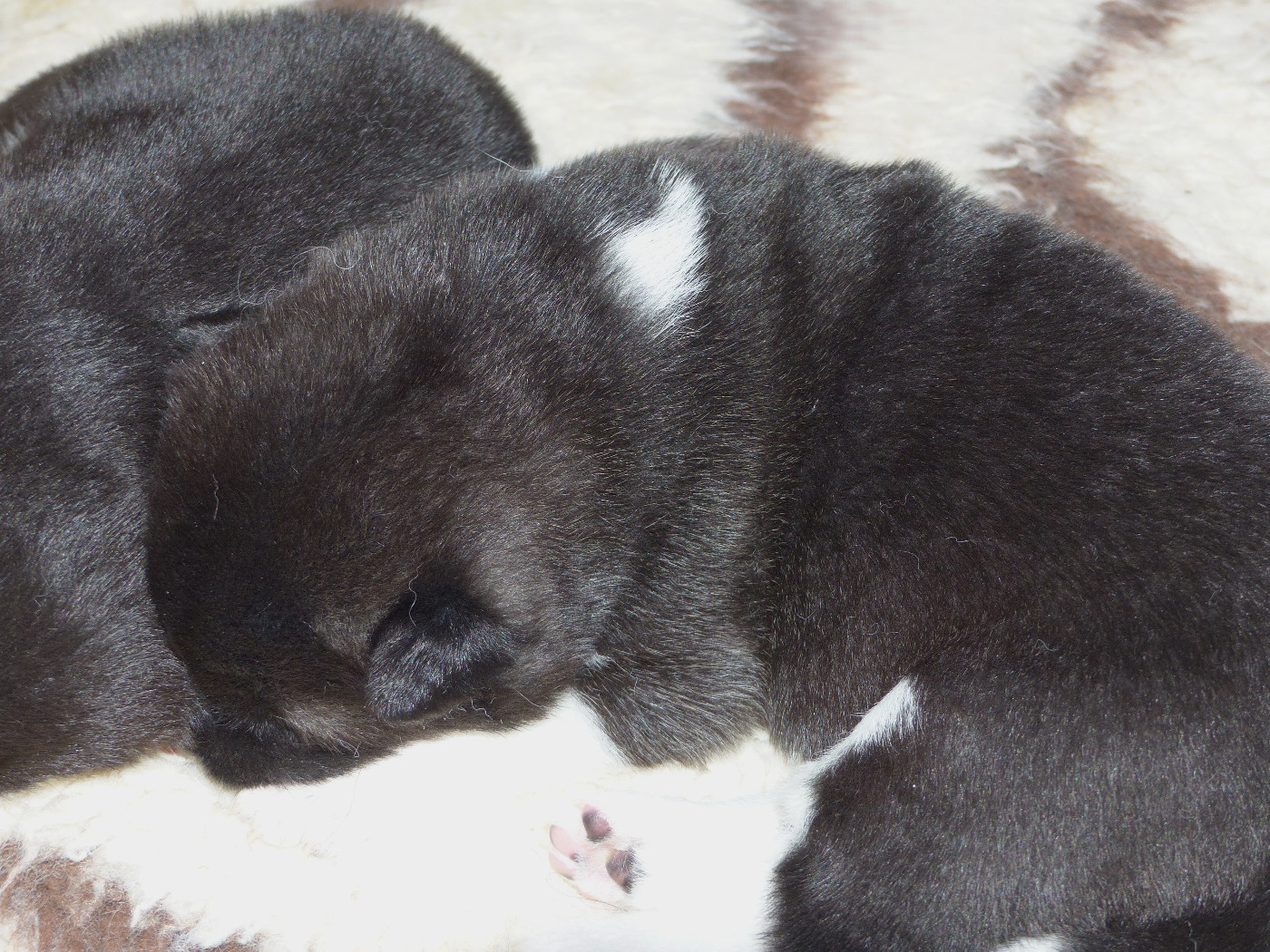 Du Clos De La Horde - Chiots disponibles - Akita americain