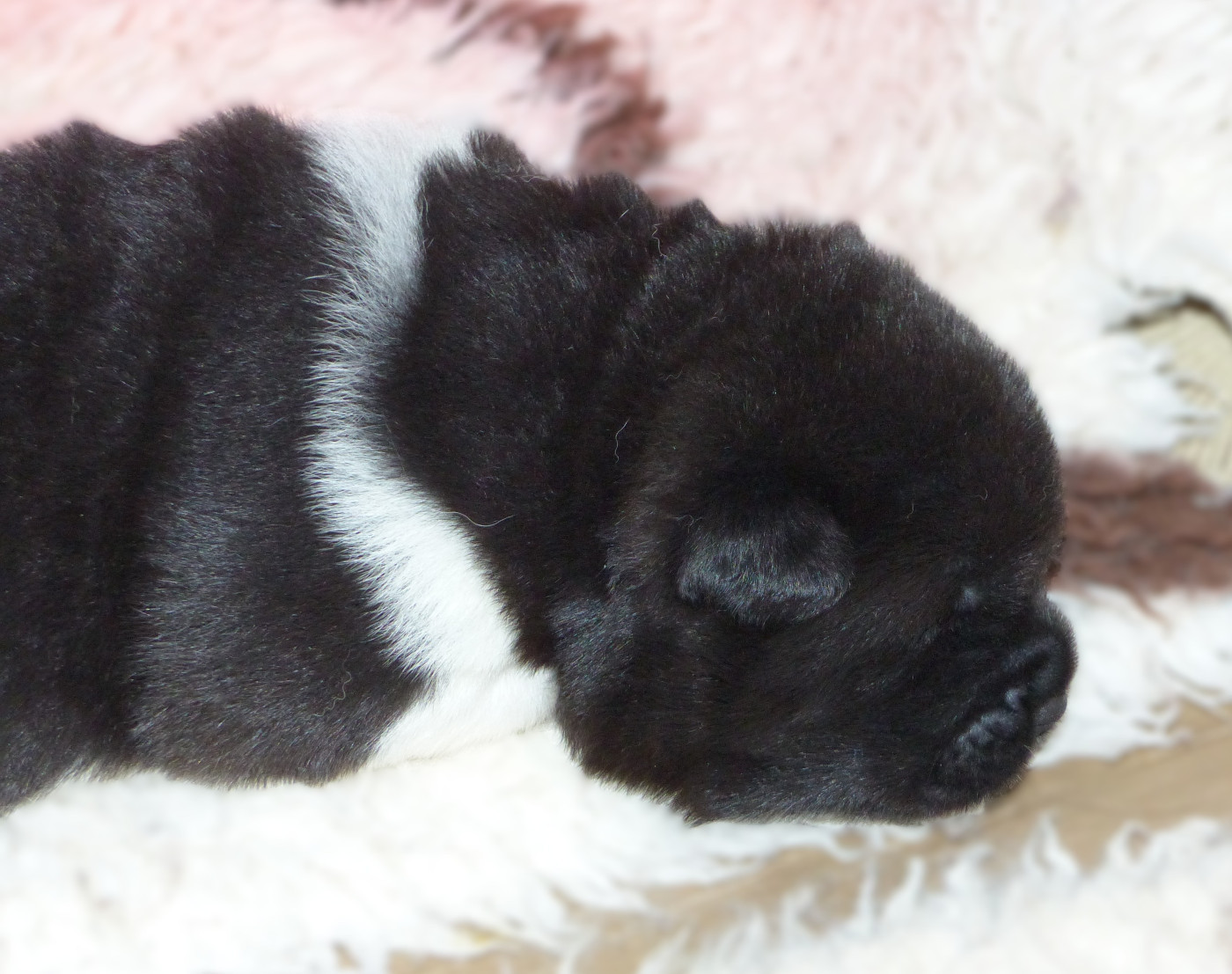 Du Clos De La Horde - Chiots disponibles - Akita americain