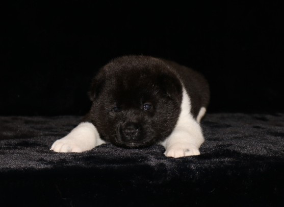 Du Clos De La Horde - Chiots disponibles - Akita americain