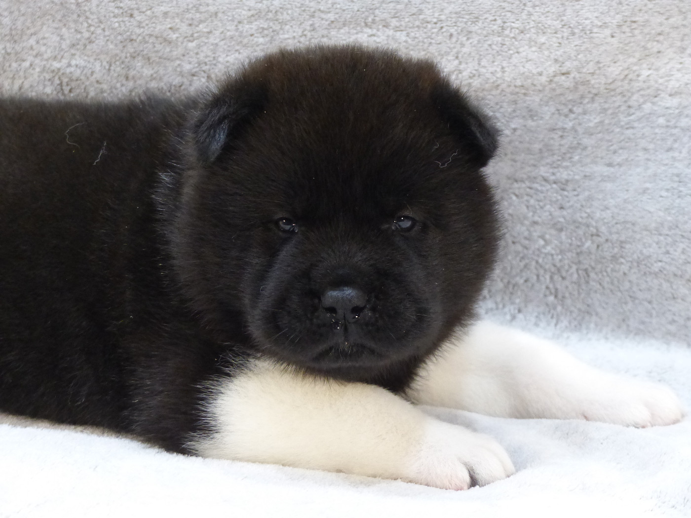 Du Clos De La Horde - Chiots disponibles - Akita americain