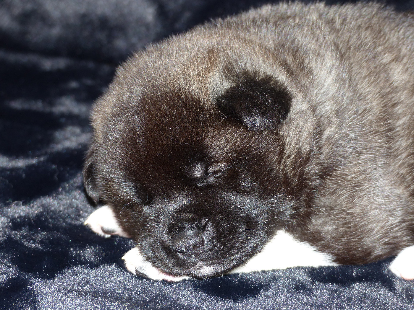 Du Clos De La Horde - Chiots disponibles - Akita americain