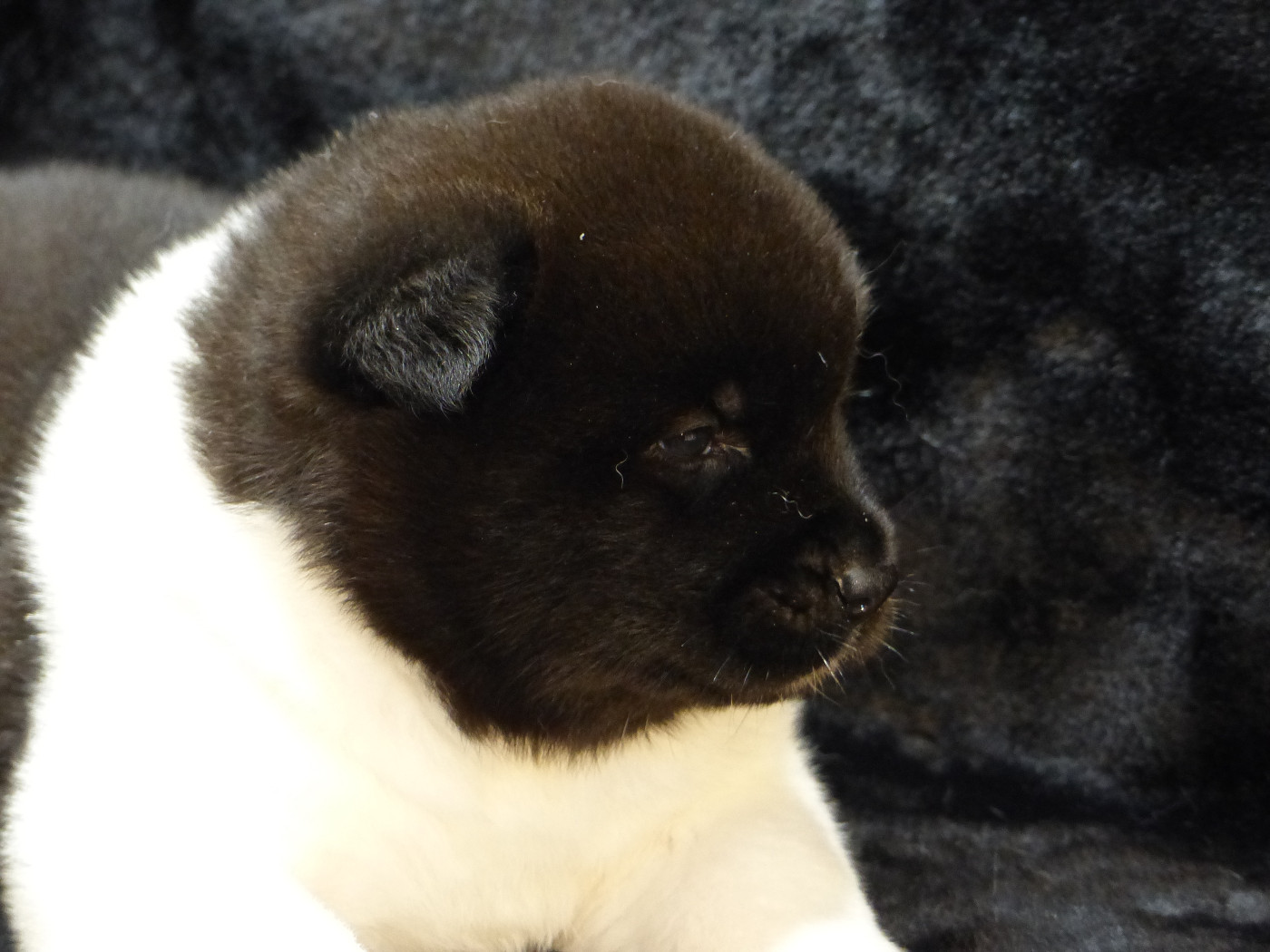 Du Clos De La Horde - Chiots disponibles - Akita americain
