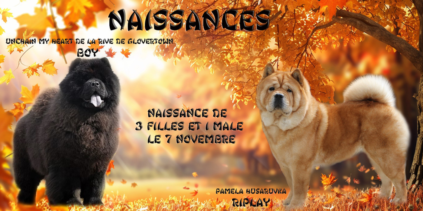 Chiot Chow Chow Du Clos De La Horde