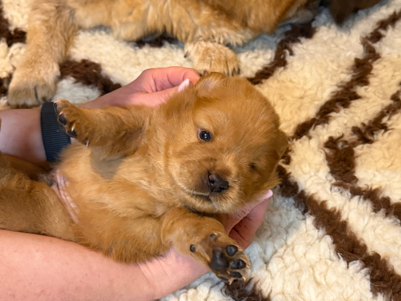 Du Clos De La Horde - Chiots disponibles - Chow Chow