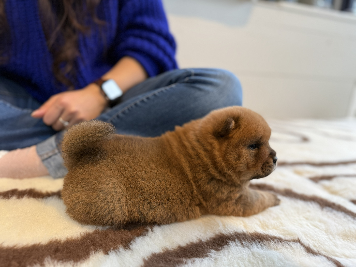 Du Clos De La Horde - Chiots disponibles - Chow Chow