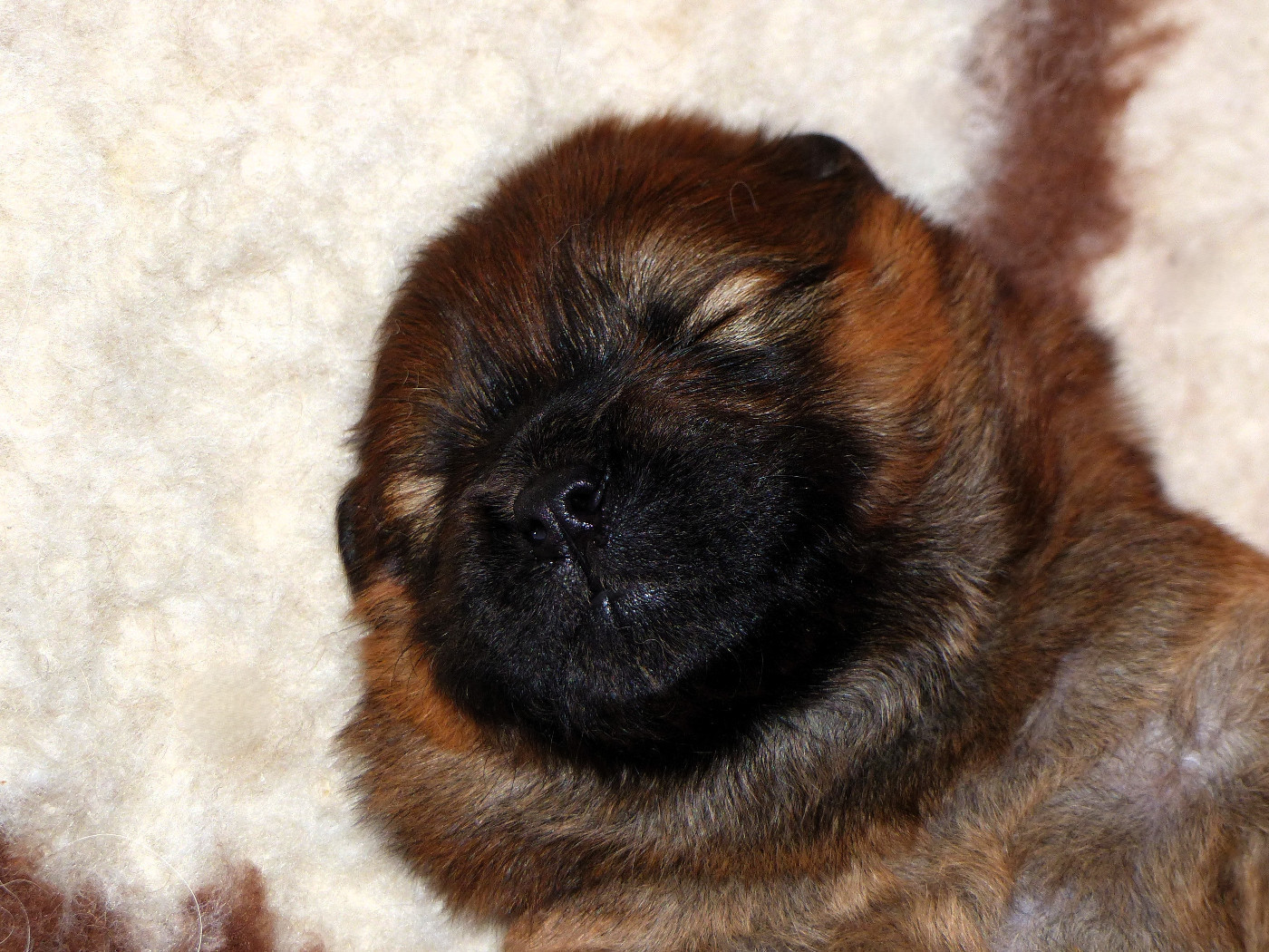 Du Clos De La Horde - Chiots disponibles - Chow Chow