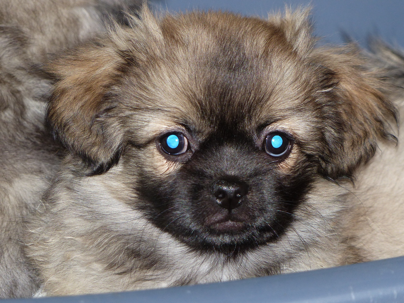 Du Clos De La Horde - Chiots disponibles - Epagneul tibetain