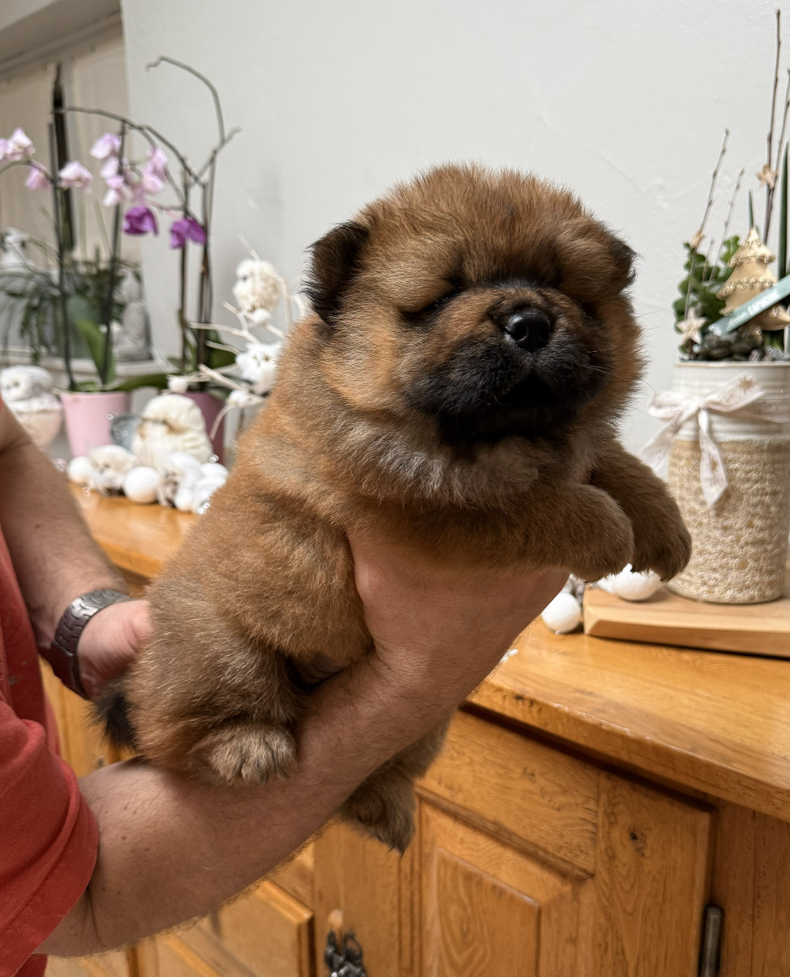 Du Clos De La Horde - Chiots disponibles - Chow Chow