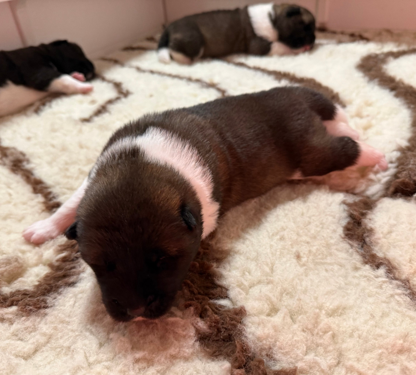 Du Clos De La Horde - Chiots disponibles - Akita americain