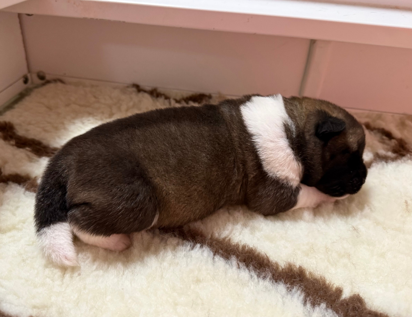 Du Clos De La Horde - Chiots disponibles - Akita americain