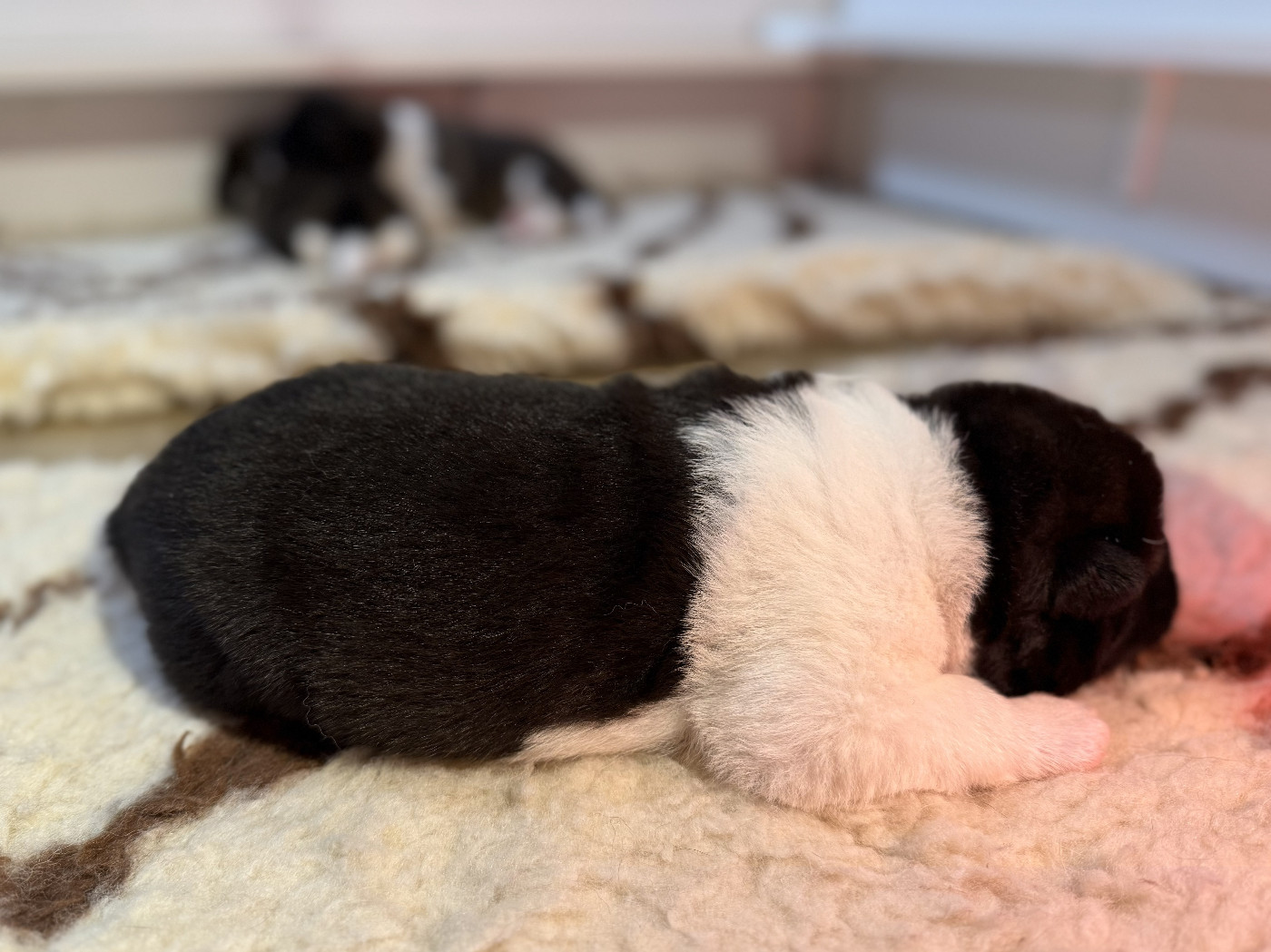 Du Clos De La Horde - Chiots disponibles - Akita americain