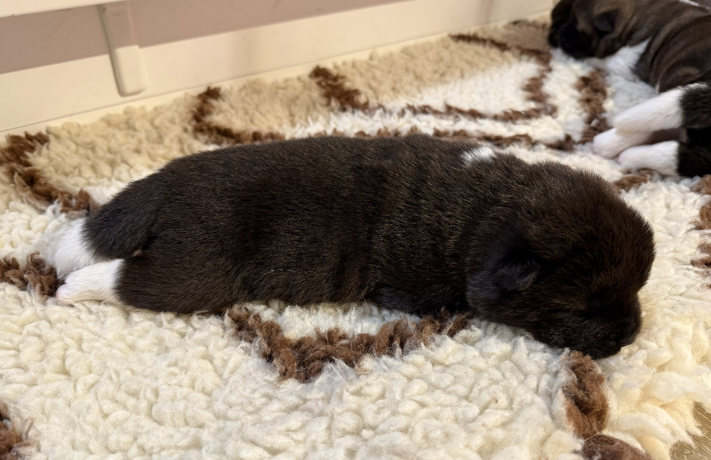 Du Clos De La Horde - Chiots disponibles - Akita americain