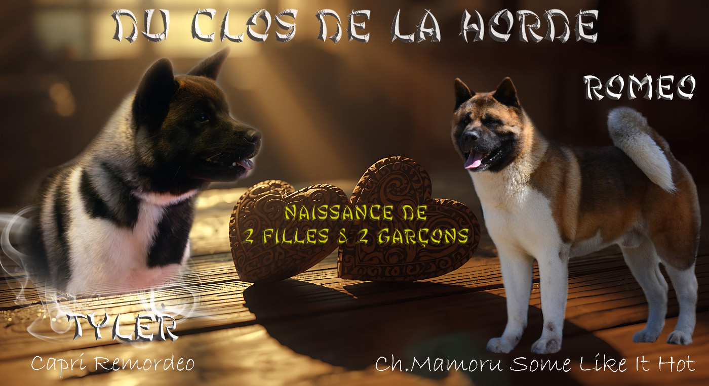 Chiot Akita americain Du Clos De La Horde