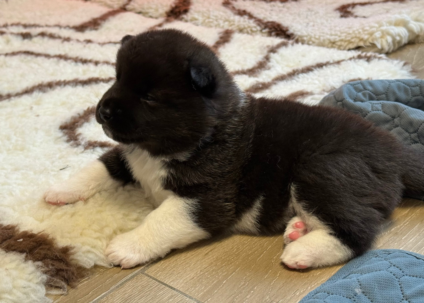 Du Clos De La Horde - Chiots disponibles - Akita americain