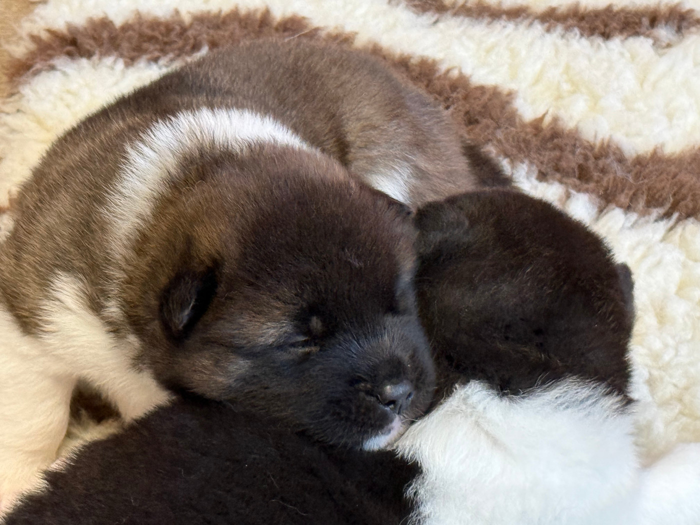 Du Clos De La Horde - Chiots disponibles - Akita americain