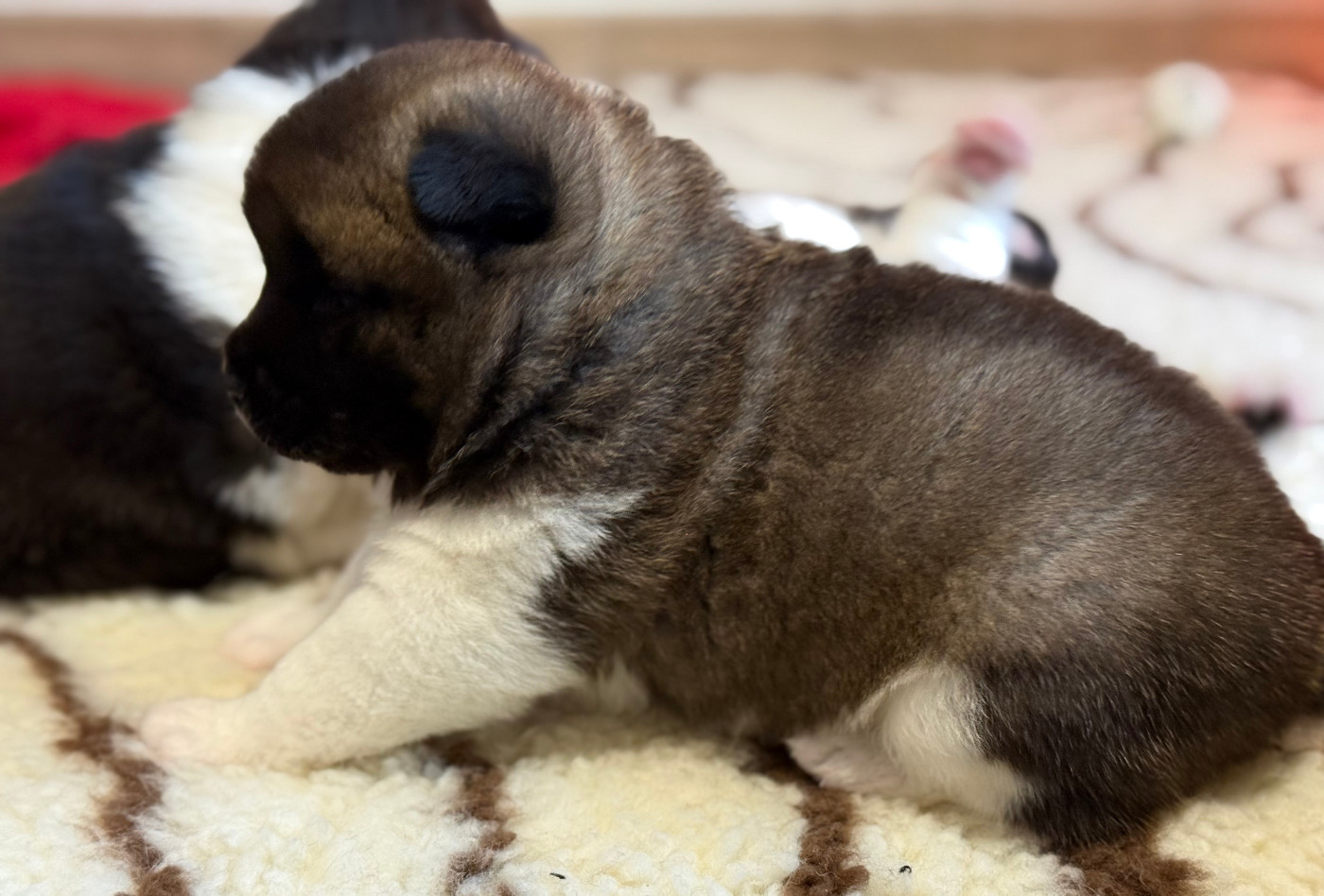 Du Clos De La Horde - Chiots disponibles - Akita americain