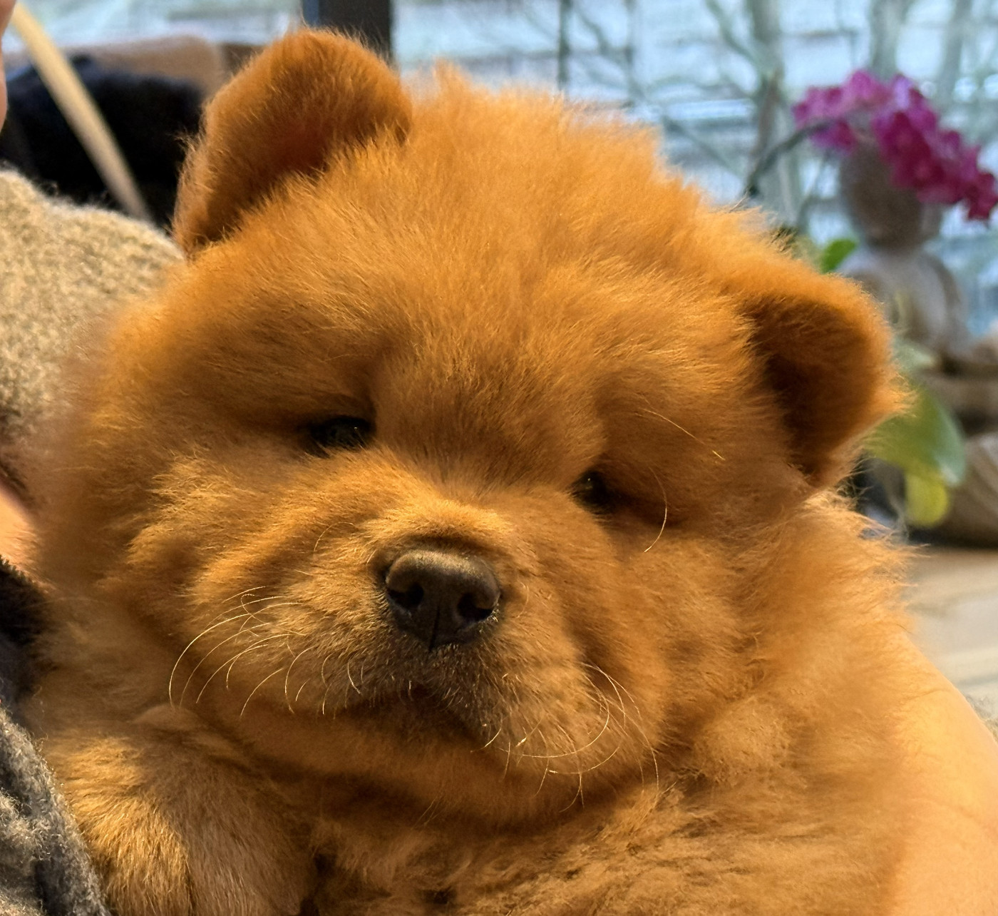 Du Clos De La Horde - Chiots disponibles - Chow Chow