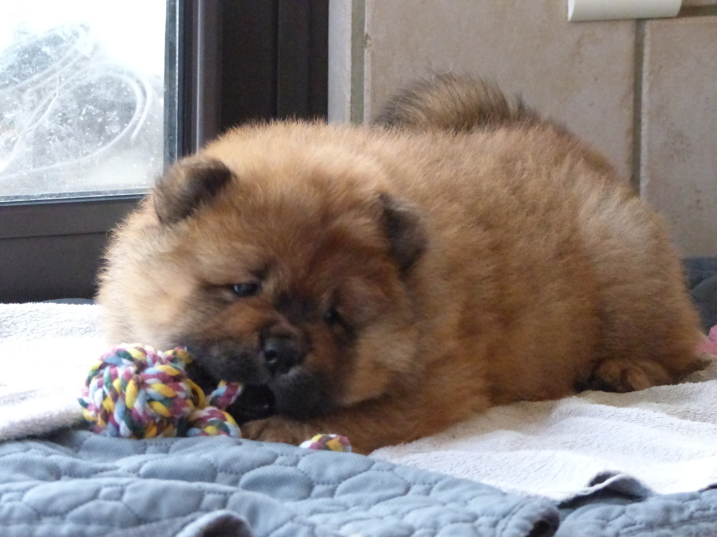 Du Clos De La Horde - Chiots disponibles - Chow Chow