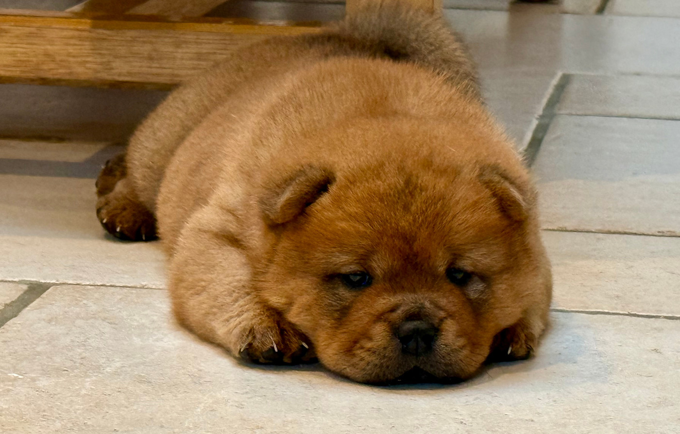Du Clos De La Horde - Chiots disponibles - Chow Chow